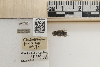 Media type: image;   Entomology 790895 Aspect: Labels